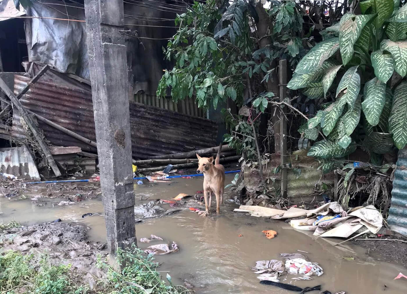 A dog standing in paw-height flooding among rubble and damage from Typhoon Noru.