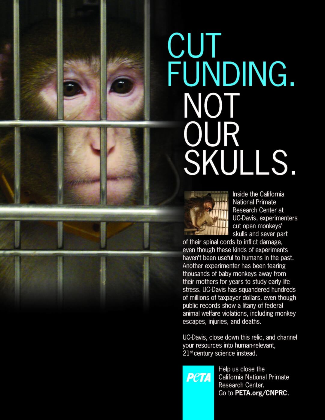 Animal Experimentation | PETA Animal Experimentation | PETA