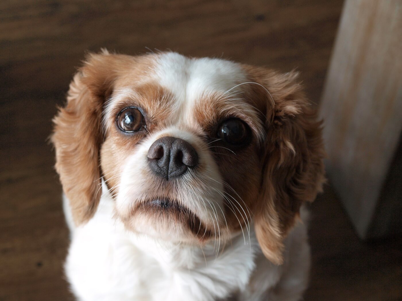 red and white cavalier king charles spaniel