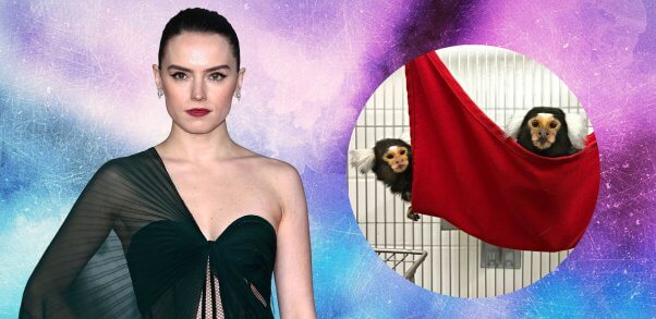 Daisy Ridley next to marmosets in cage