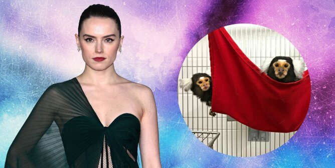 Actor Daisy Ridley Urges UMass to End Deadly Marmoset Experiments