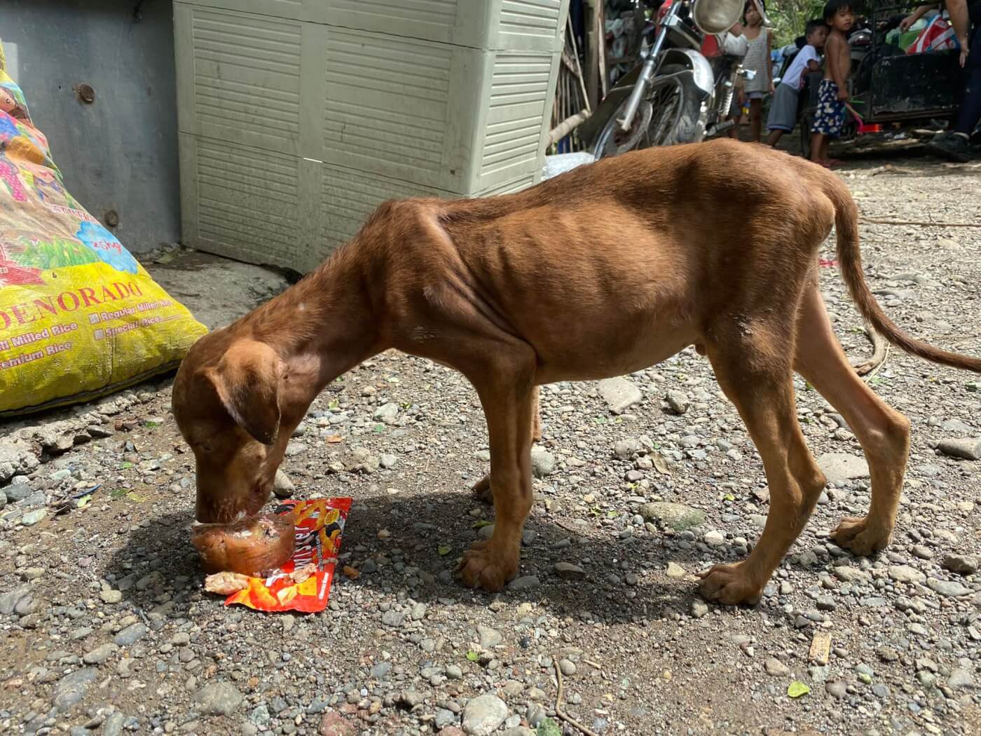 Dog with parasite overload Typhoon Noru Help PETA Asia Save Animals’ Lives After Typhoon Noru