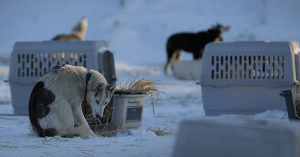 Dogs in the snow.