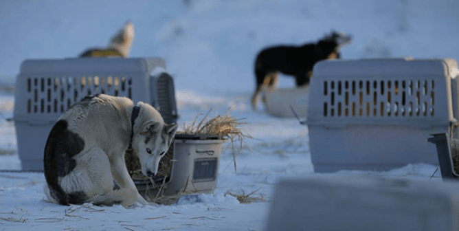 dogs in the snow