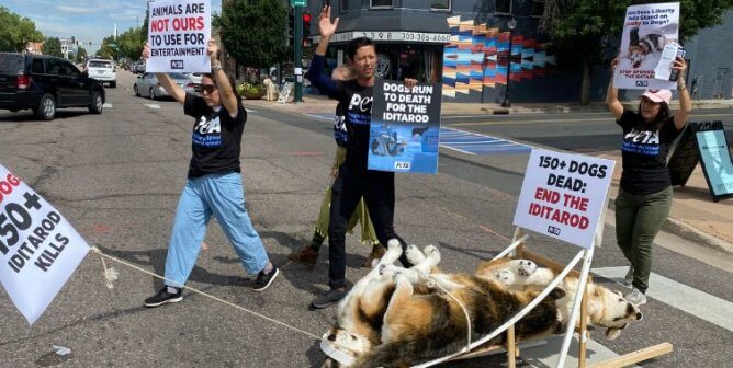 Liberty Media’s Iditarod-Supporting CEO Gets an Appeal From PETA Protesters