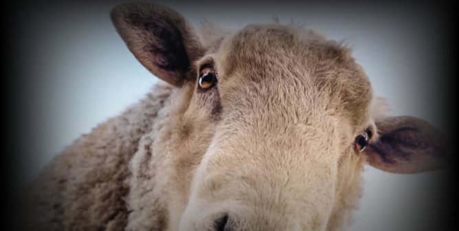 Urban Outfitters: I Want You To Change. Stop Selling Wool. (Sheep)
