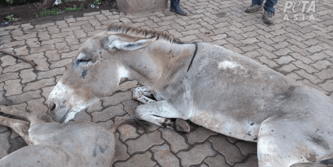 Injured donkey dumped outside slaughterhouse in African ejiao industry