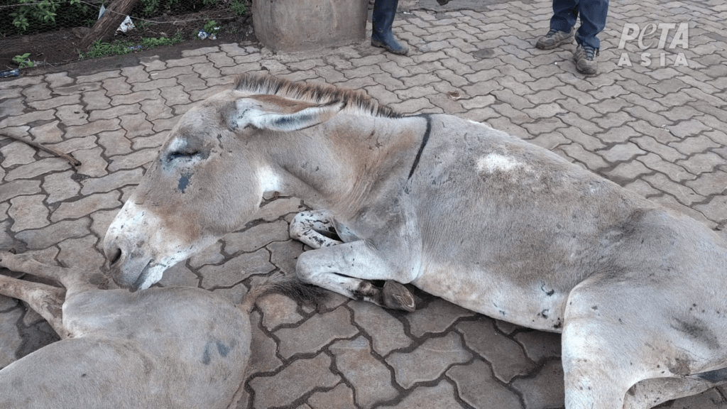 Injured donkey dumped outside slaughterhouse in African ejiao industry