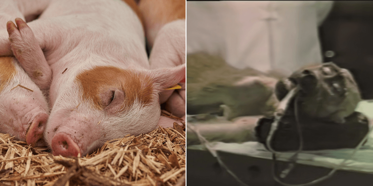 Penn Piglet and Monkey Unnecessary Fuss Penn Adds Pig Torment to List of Horrors in Its Labs