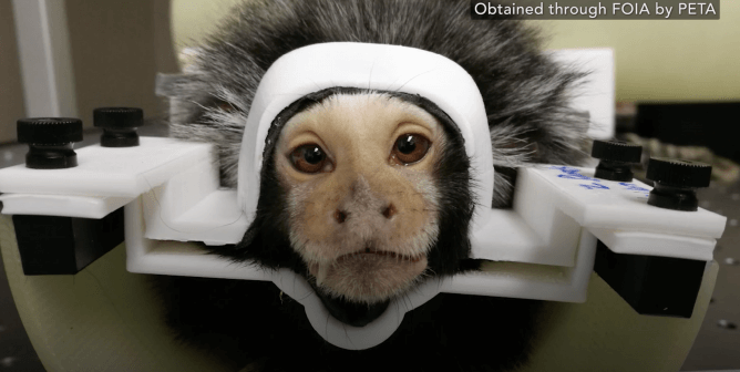 Anakin’s Story: Fear, Pain, and Death in a UMass Lab