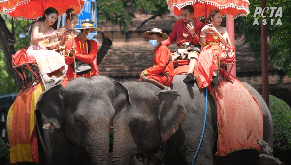 PETA Exposes Cruelty to Elephants at Thai Tourist Spot—Take Action