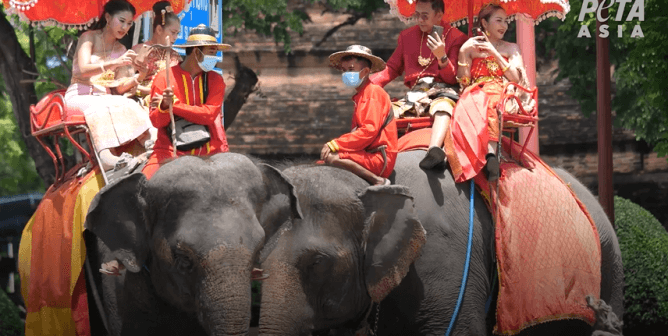 PETA Exposes Cruelty to Elephants at Thai Tourist Spot—Take Action