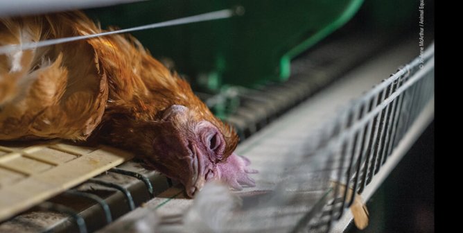 She Did Not Consent. Go Vegan. (Chicken)