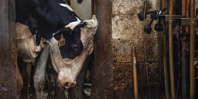 She Did Not Consent. Go Vegan. (Cow)