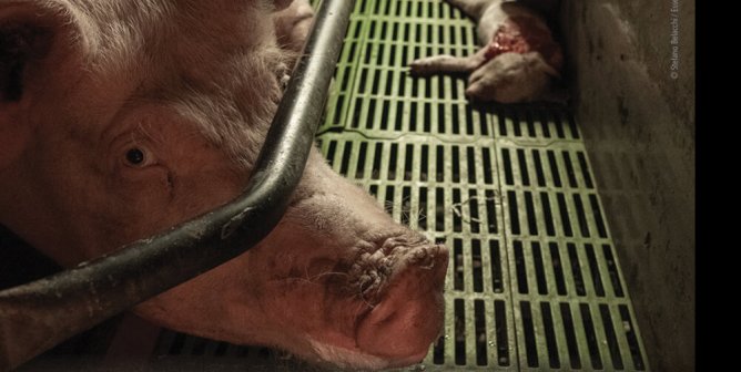 She Did Not Consent. Go Vegan. (Pig)