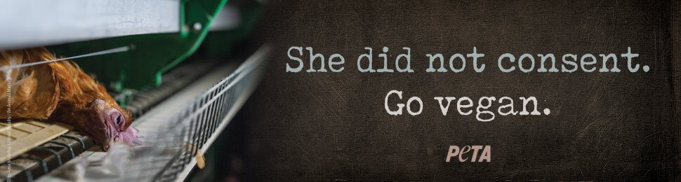 She Did Not Consent. Go Vegan. (Chicken)
