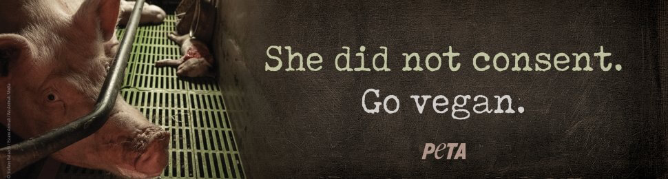 She Did Not Consent. Go Vegan. (Pig)