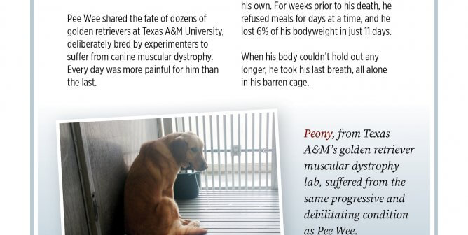 Pee Wee: Found Dead On Lab Cage Floor