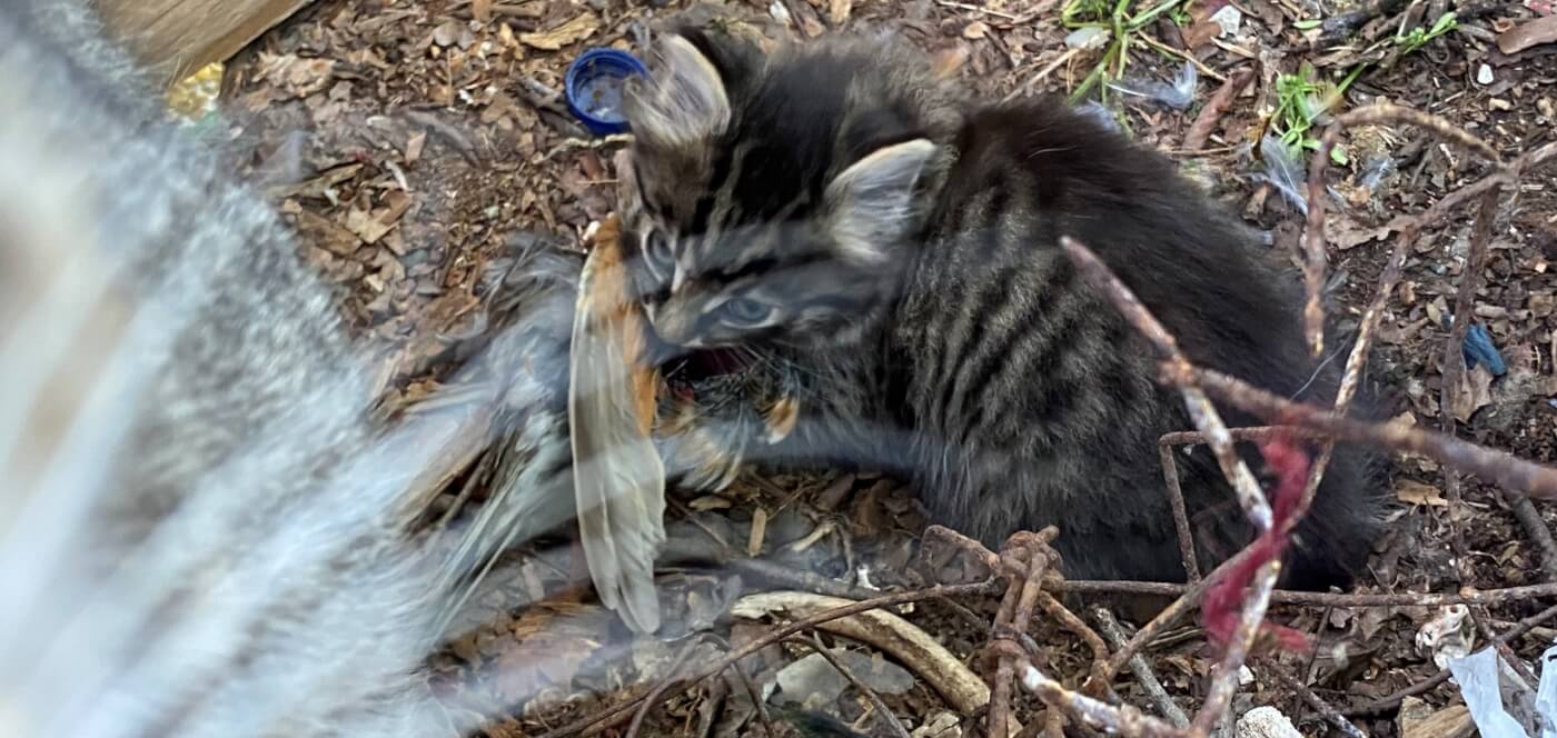 kitten with dead bird in mouth