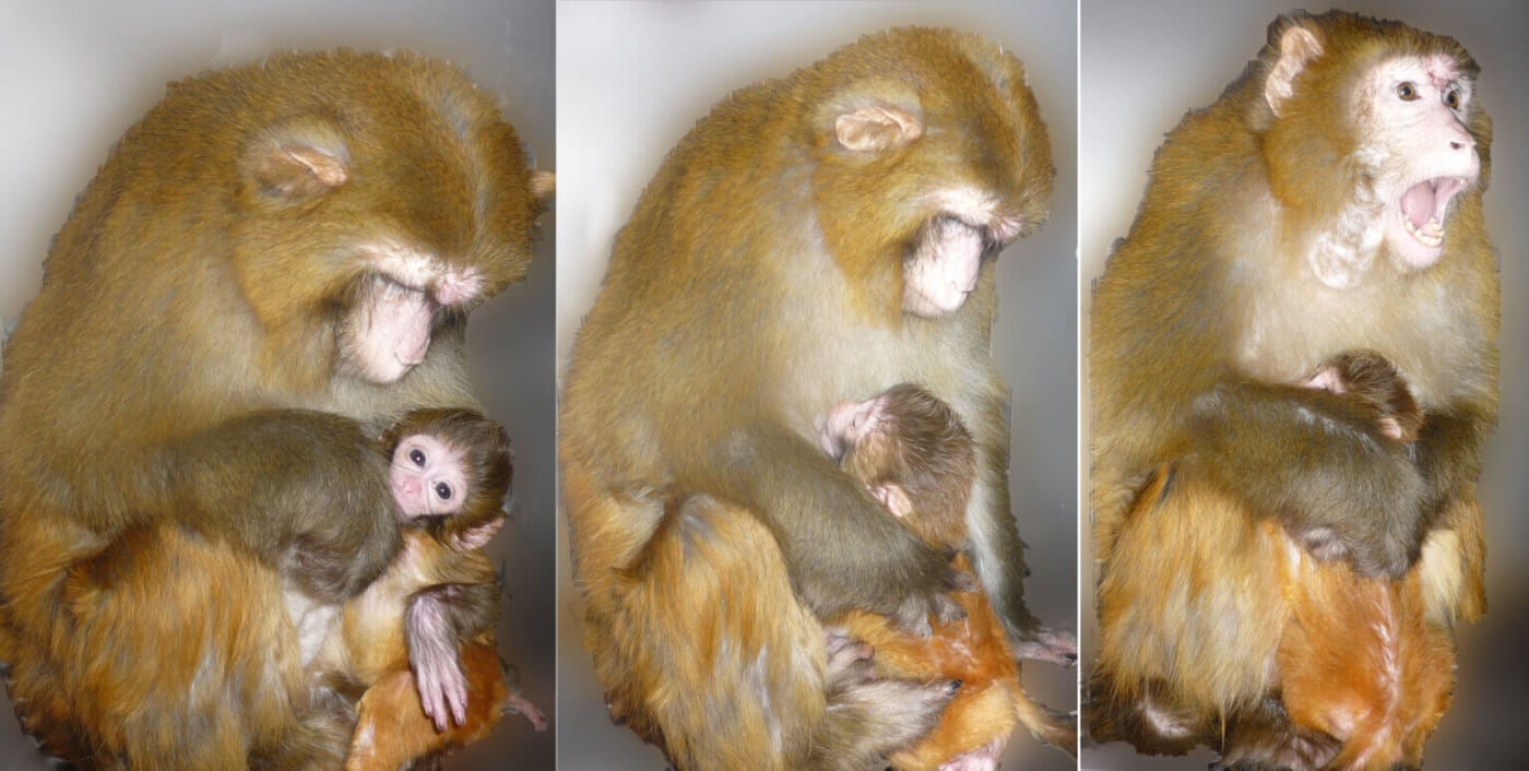 VIV Triggers for mother love Monkey Baby Infant Scream Margaret Livingstone pnas.2212224119fig01 VS CC 1536x775 1 PETA Exposes Harvard Monkey Experimenter’s Lies