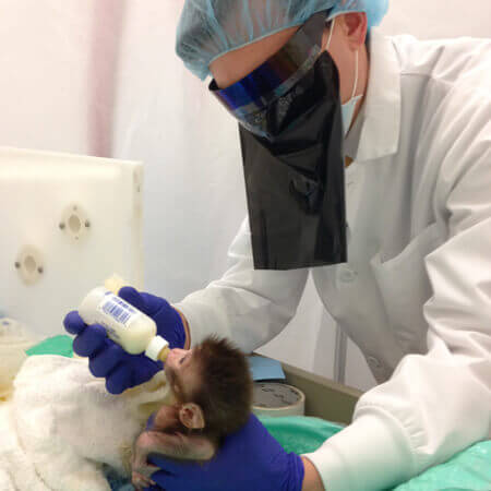 A person bottle feeds a baby monkey. Their face is hidden by a black mask