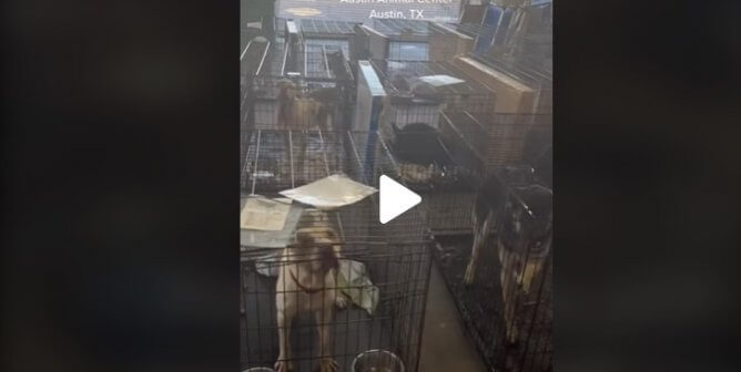 Austin’s ‘Slow-Kill’ Policy Will Hurt Strays