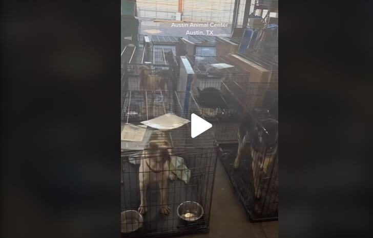 austin animal shelter tiktok screengrab Video: Hundreds of Crated Dogs Bark in Austin Shelter
