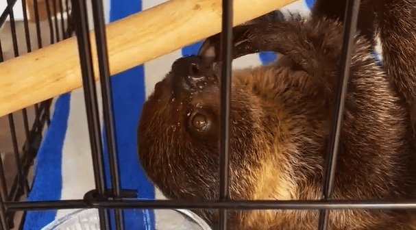 baby sloth in tiny cage with blue and white striped base
