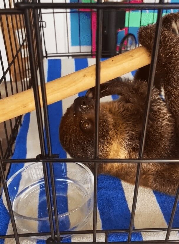 baby sloth in tiny cage with blue and white striped base