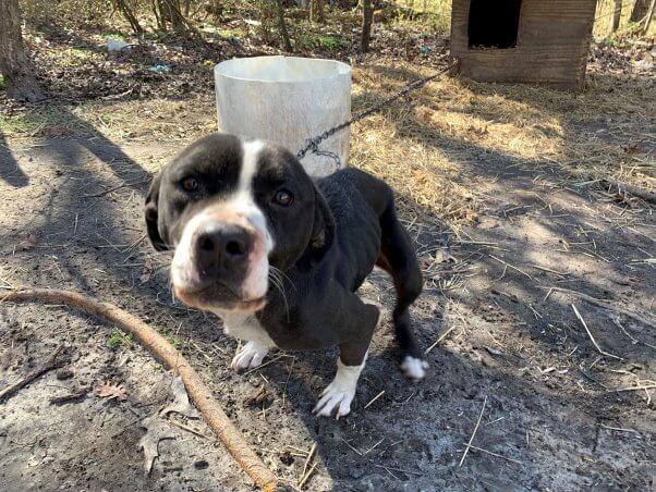 A dog named Duke, chained to an outdoor enclosure, appears emaciated