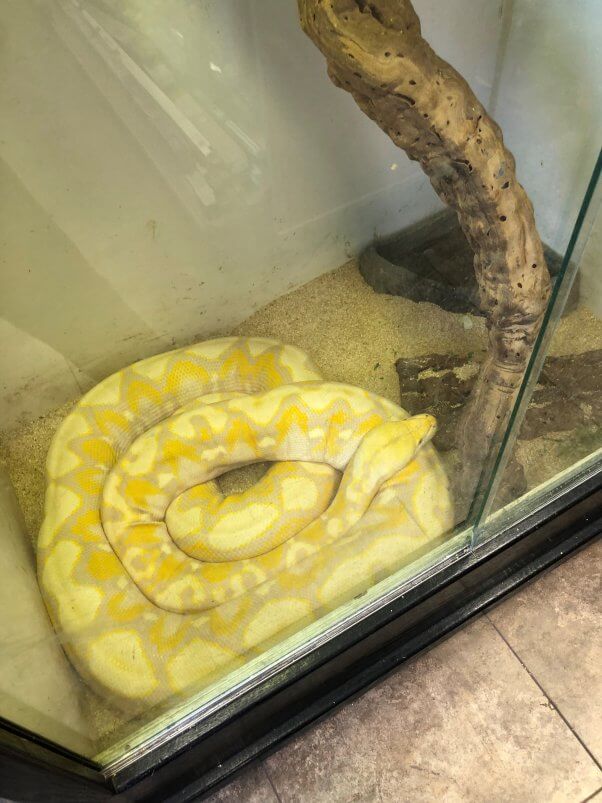 burbank snake 1 Joanne Kellenbenz Snakes at Pet Store in California Need Your Help! Snakes at ‘Scales n Tails’ in Burbank CA Need Your Help| PETA