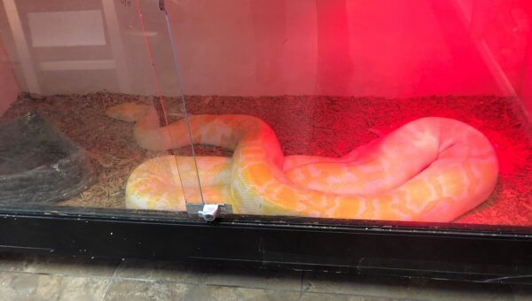Snakes at Pet Store in California Need Your Help!