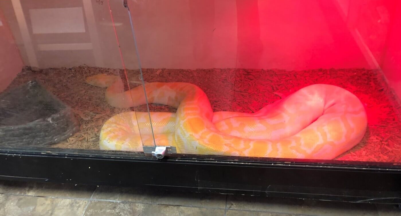 burbank snake 3 Joanne Kellenbenz 1 Snakes at Pet Store in California Need Your Help! Snakes at ‘Scales n Tails’ in Burbank CA Need Your Help| PETA