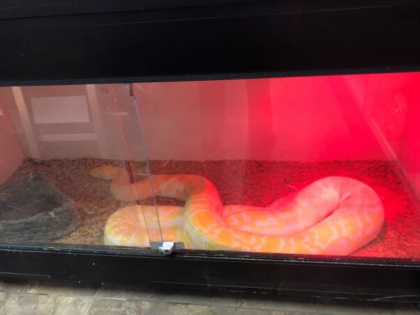 burbank snake 3 Joanne Kellenbenz Snakes at Pet Store in California Need Your Help! Snakes at ‘Scales n Tails’ in Burbank CA Need Your Help| PETA
