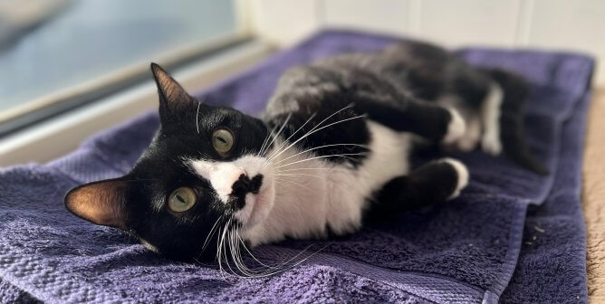 A black and white cat lies on a towel in a sunny window