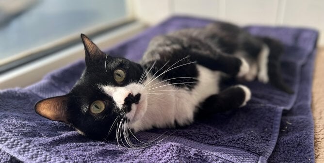 Cool, Cuddly, and Cute as a Button: All This Cat Needs Is a New Family