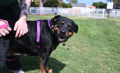 Lucy, I’m Home! (That’s Just What This Adoptable Rottie Wants to Hear)