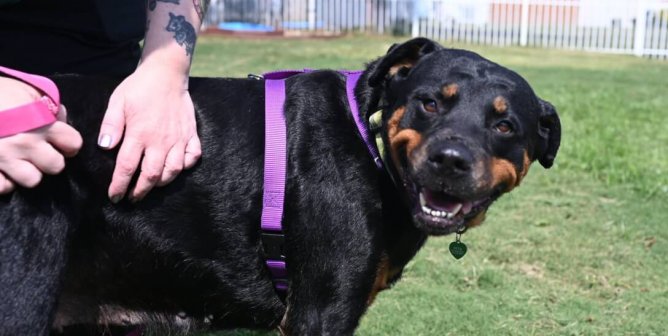 Lucy, I’m Home! (That’s Just What This Adoptable Rottie Wants to Hear)