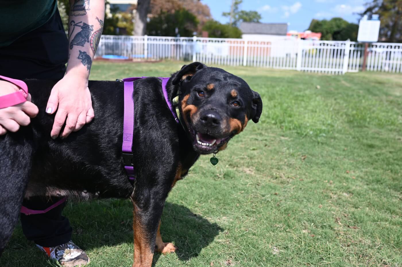 Lucy the Rottweiler looks at the camera in a grassy dog park