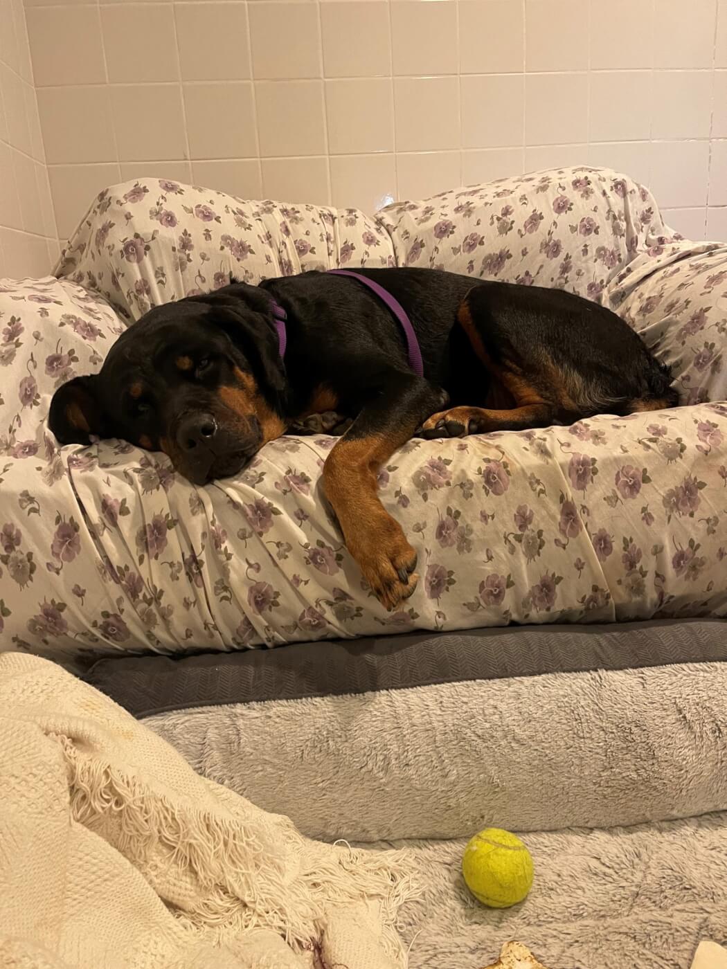 Lucy the Rottweiler rests on a dog bed and appears sleepy