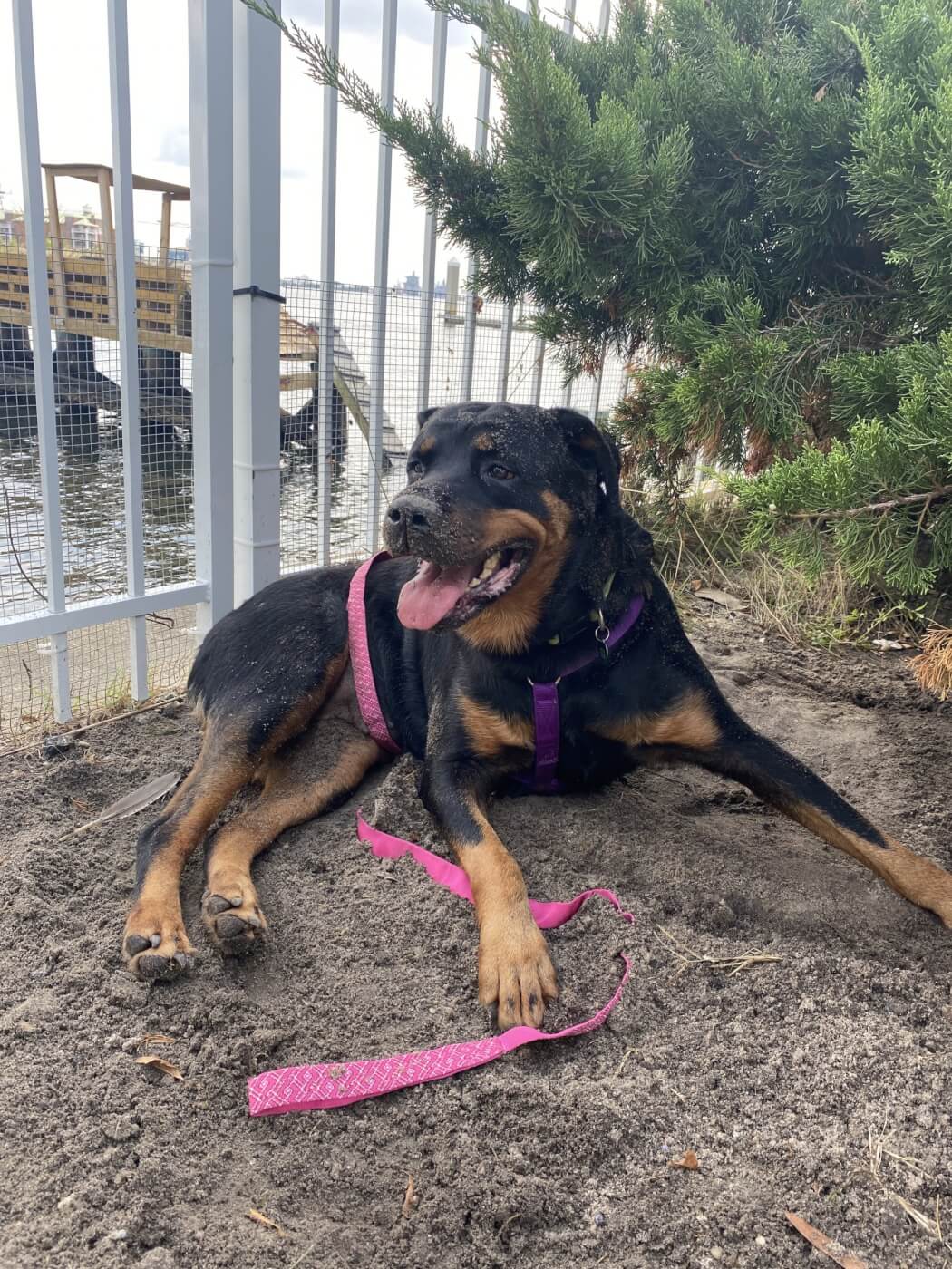 Lucy the Rottweiler lies down outside