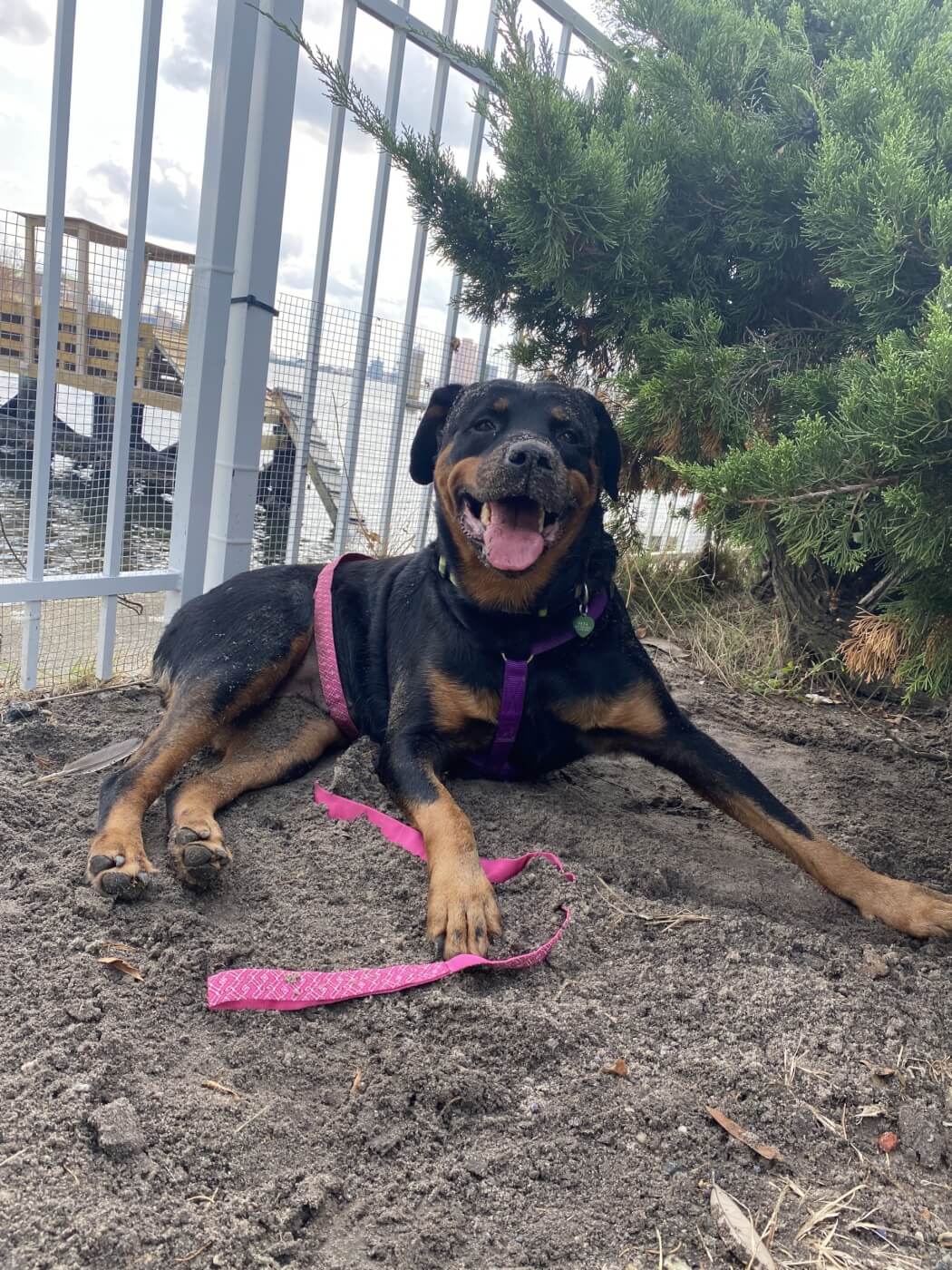 Lucy the Rottweiler lies down outside