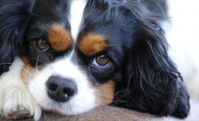 Is the Cavalier King Charles Spaniel the Unhealthiest Dog Breed?