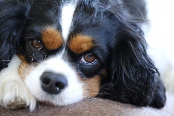 Sad looking cavalier king charles spaniel with head on front paw