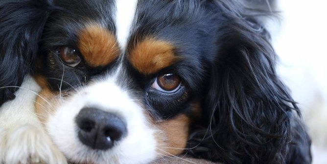 Sad looking cavalier king charles spaniel with head on front paw