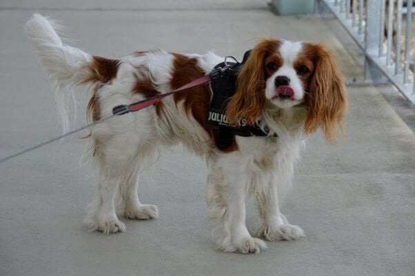 brown and white cavalier king charles spaniel in harness