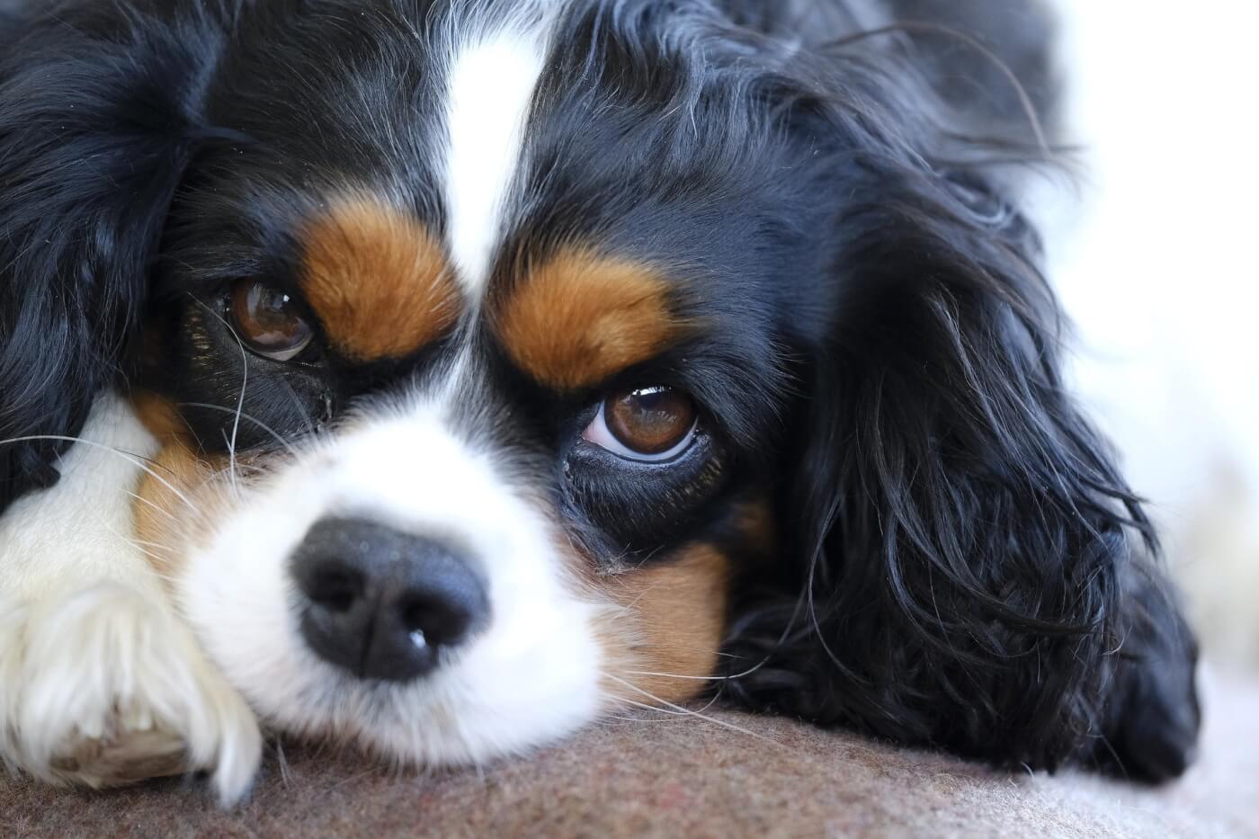 how many litters can a cavalier king charles spaniel have