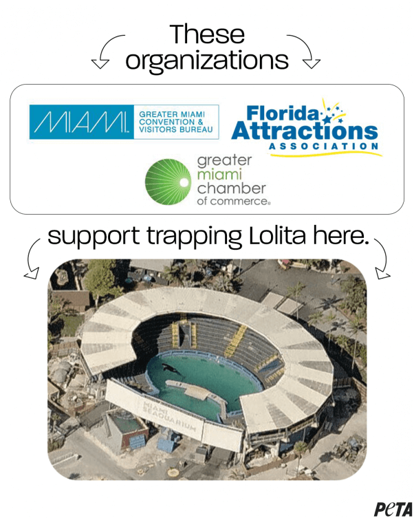 companies support lolita being trapped here1 Join PETA in Helping Lolita Retire to a Seaside Sanctuary