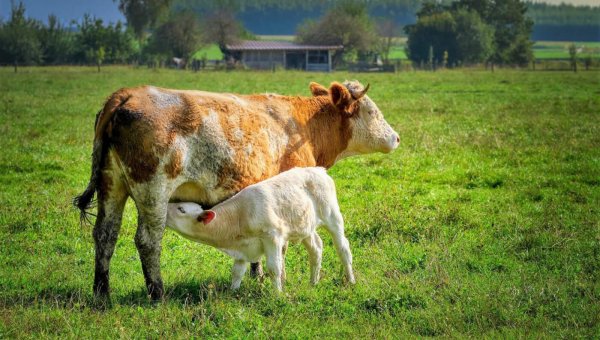 Starbucks Baristas: Urge Corporate Leaders to End the Unethical Vegan Milk Charge!