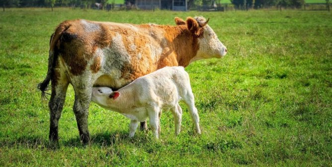 calf drinking from mother in green field